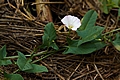 Convolvulus arvensis IMG_7460 Powój polny